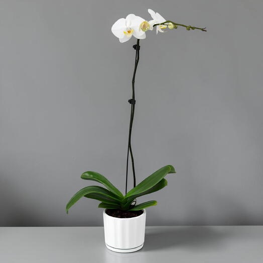 White Orchid plant