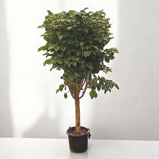 Радермахера