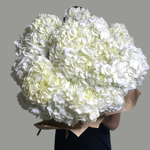 Hydrangea Pure White