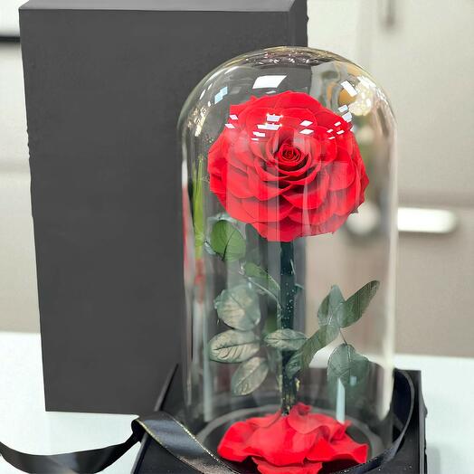 Preserved  rose