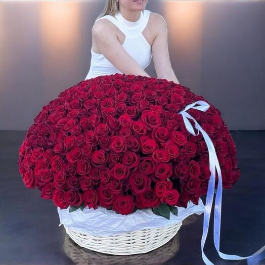 Amor Majestuoso - 501 Rosas en Cesta