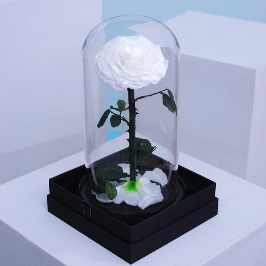 Preserved White Rose