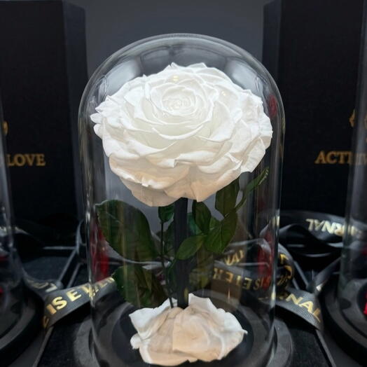 الأبيض الوحيد للأبد