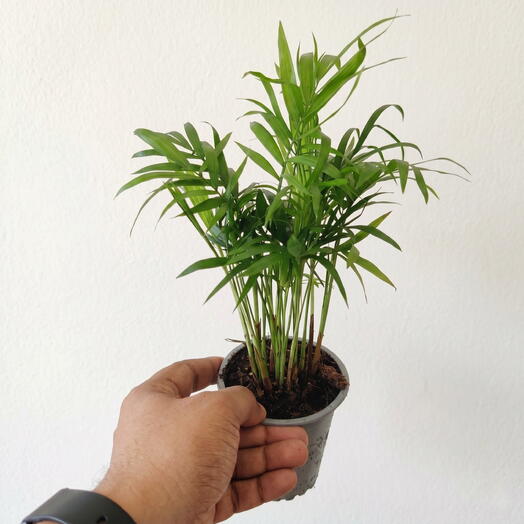 Palma Chamaedorea
