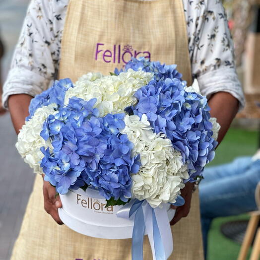 9 гортензий в бархатной коробке-5984