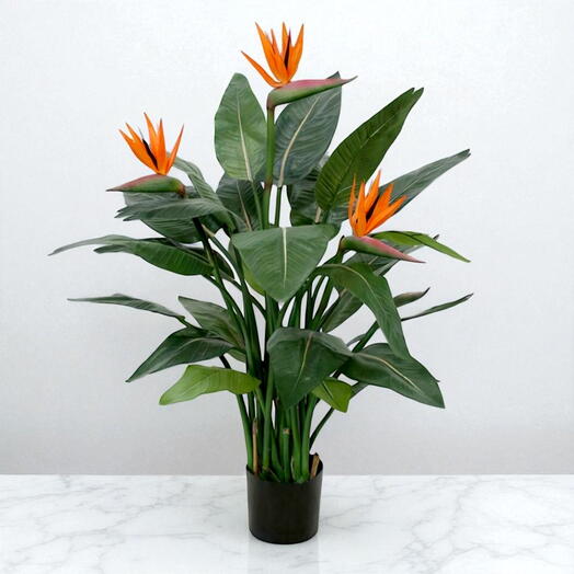 Райская птица