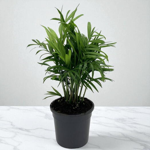 Комнатная пальма