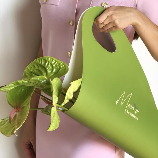 Anturio verde (5 uds)