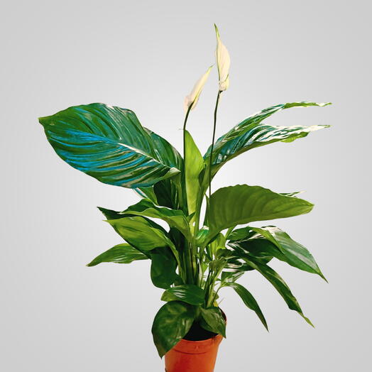 Peace Lily