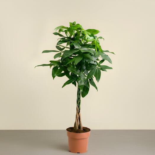 Пахира водная