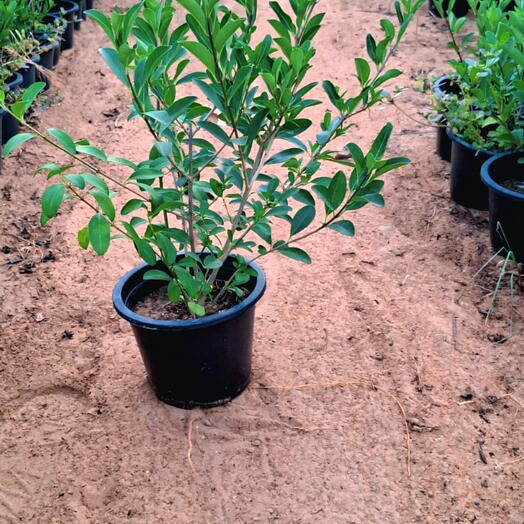 Clerodendrum Inerme 40CM (1x10 Pack)