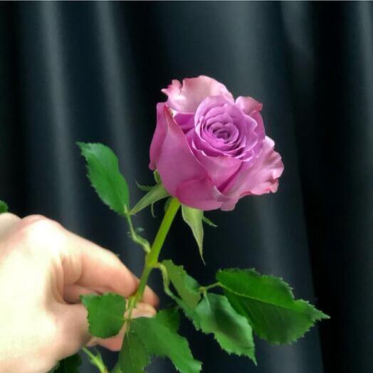 Фиолетовая роза-0718