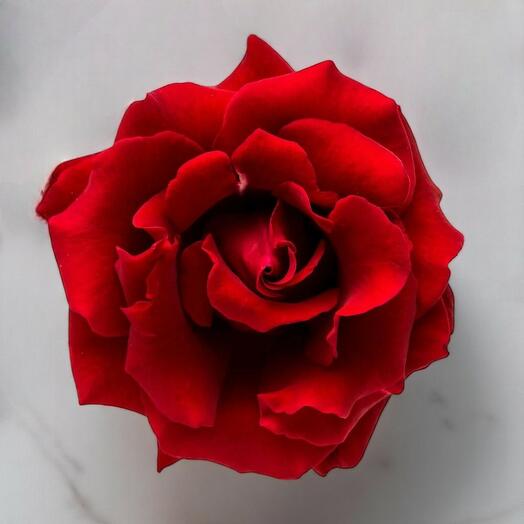Red Rose per stem– 40 cm Height