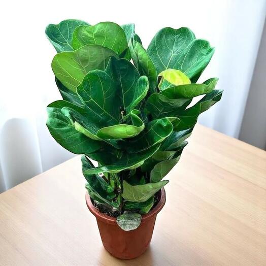 Фикус лировидный