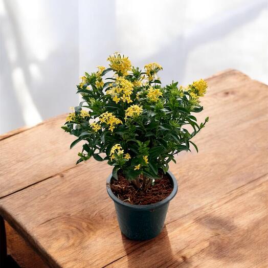 Ixora Chinensis Yellow