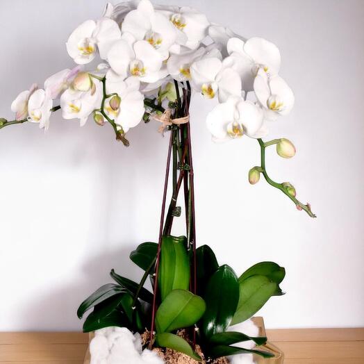 Элегантная белая орхидея фаленопсис | Комнатное растение в декоративном горшке