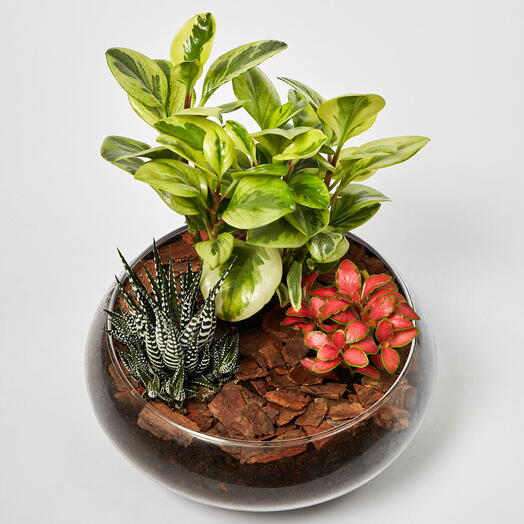 Fittonia With Peperomia And Haworthia In Platter Planter