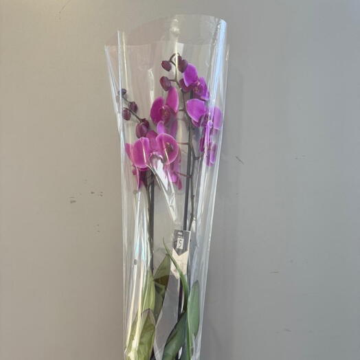 Фиолетовая орхидея