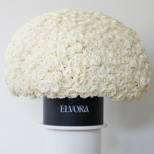 White Roses Whispered Elegance