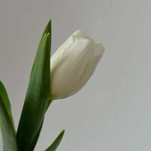 زهور التوليب البيضاء