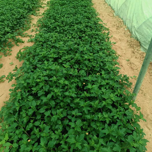 Wadelia 10-20CM (1x50 Pack)