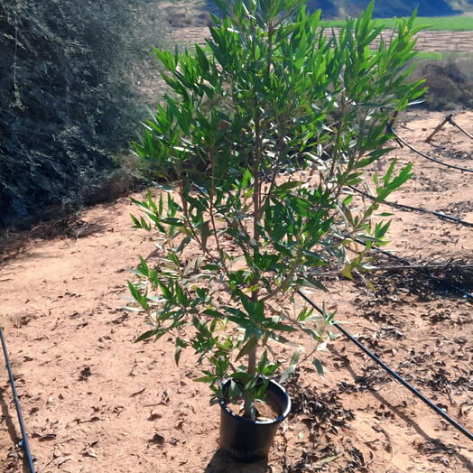 Conocarpus Tree 1.8 - 2M OAH