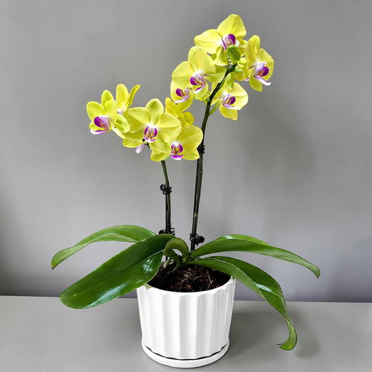 Mini Yellow Orchids