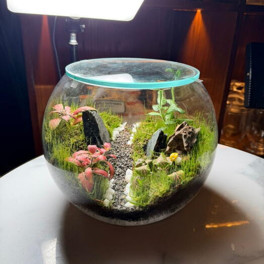 Bol terrarium mini Forêt enchantée
