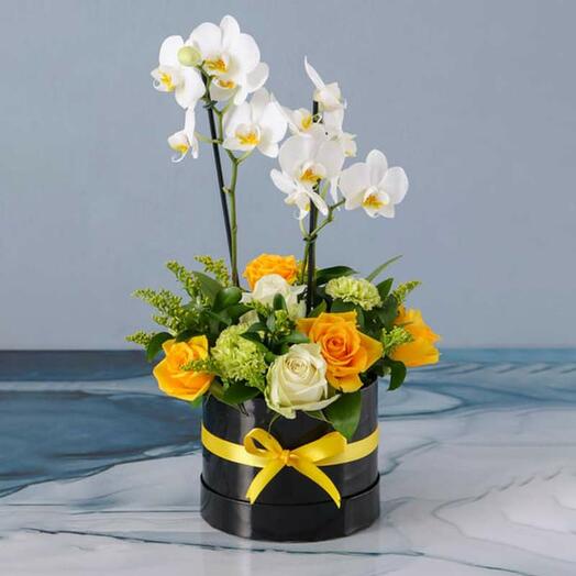 Care Plants and Flowers in Box