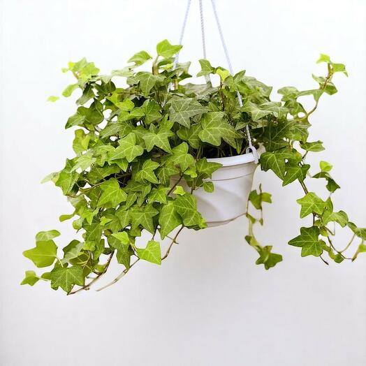 Hedera Handing (English Ivy)