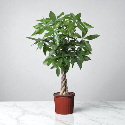 Водяной орех