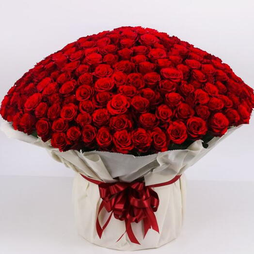 500 Red Roses
