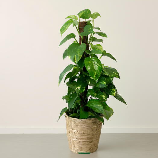 Золотой потос