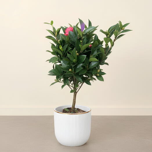 Камелия японская