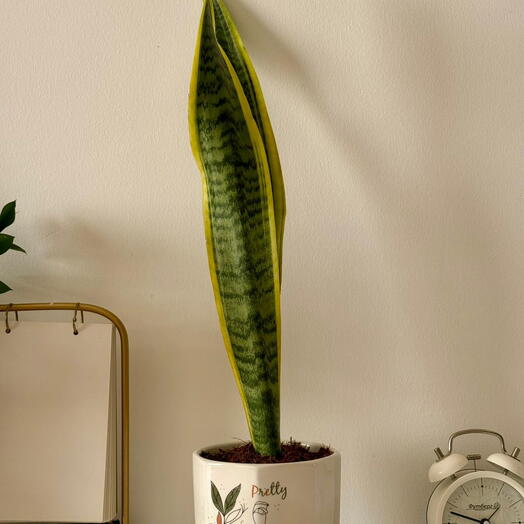 نبات الثعبان في وعاء خزفي جميل | نبات داخلي