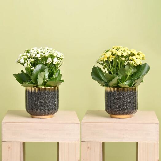 2 Kalanchoe Plants In Designer Pots