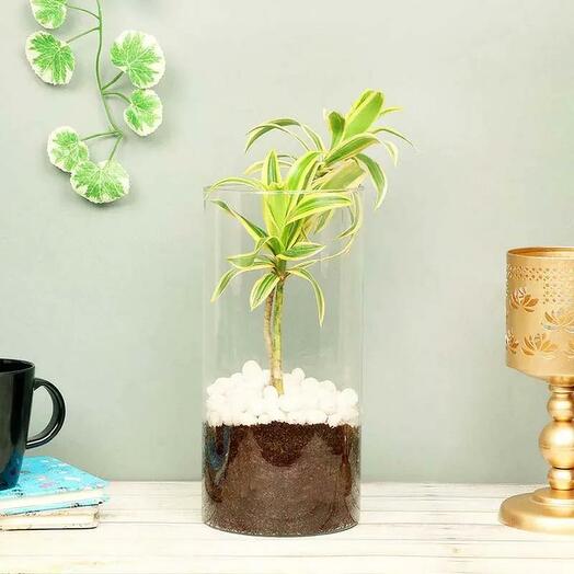 Dracaena Plant in Cylinder Vase