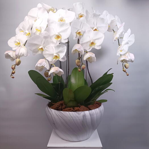 نباتات أوركيد فالينوبسيس