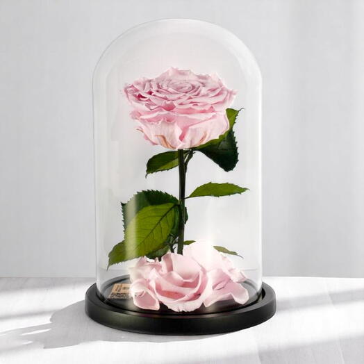 Светло-розовые стабилизированные розы в стеклянном куполе