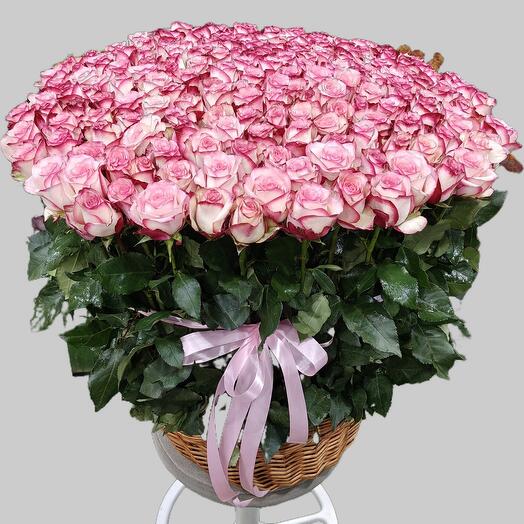 Elegant Blush 201 Roses Basket