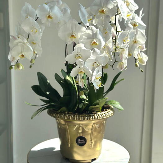 6 Stems White Phalaenopsis Orchid Plant