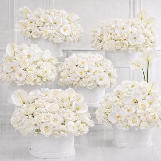 White Royal Luxury Box Set (Set of 6)