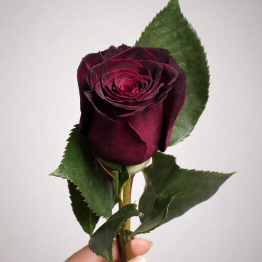 وردة بورجوندي داكنة (وردة إكوادورية فاخرة)