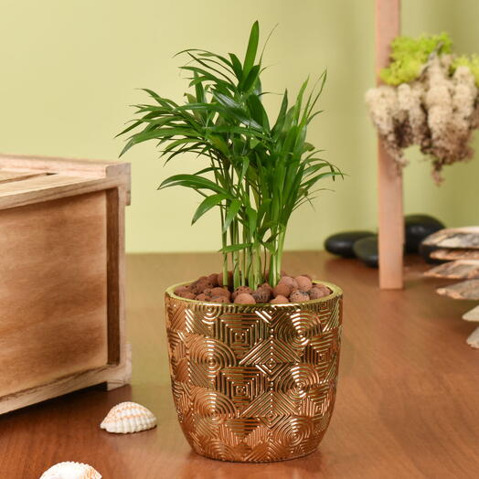 Mini Chamadorea en maceta dorada