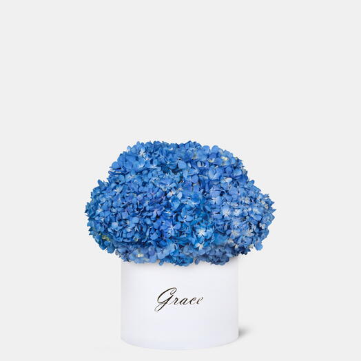 Голубая гортензия в средней коробке