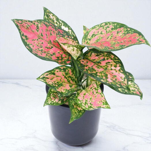 Аглаонема Ред Валентайн