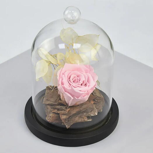 Изящная розовая вечная роза в куполе