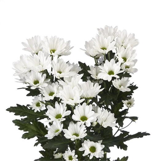 Chrysanthemum santini white daisy per stem