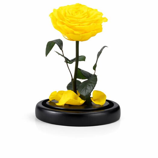 Yellow Infinity Rose