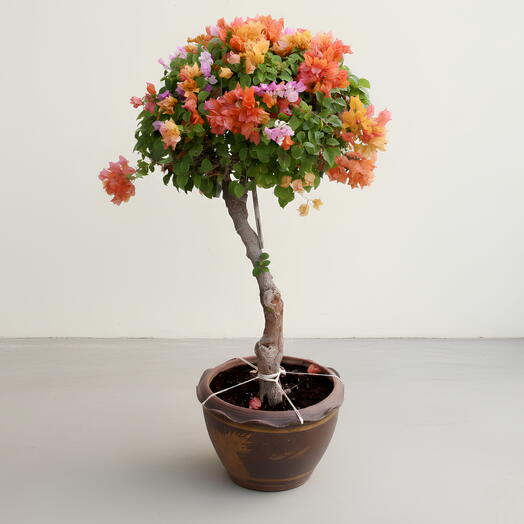 Разноцветное дерево бугенвиллеи (стандартная / топиарная форма)